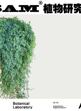 变色龙珊瑚蕨/蓝色卷柏/垂吊植物/网红绿植/INS北欧风家居植物