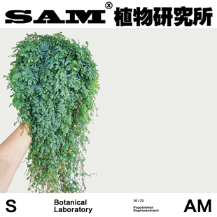 变色龙珊瑚蕨蓝色卷柏室内耐阴垂吊植物网红绿植INS北欧风家居