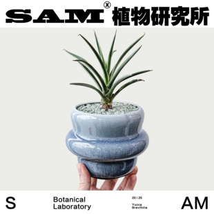 约书亚树/创意桌面绿植/ins简约室内好养/阳台花园/家居摆件礼物