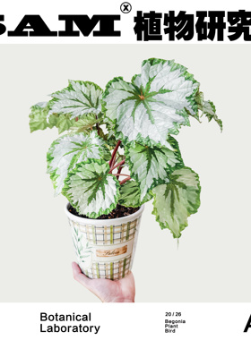 植物鸟秋海棠/银绿色叶片/网红植物/INS绿植/室内易养护耐阴