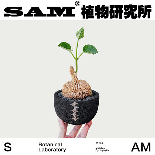 龟甲萝藦耐旱办公室桌面沙生块根植物潮流块根耐晒易养护盆栽礼物