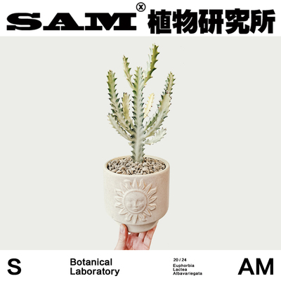 白龙骨锦/锦化植物/网红绿植/INS喜光耐晒盆栽/办公室桌面易养护
