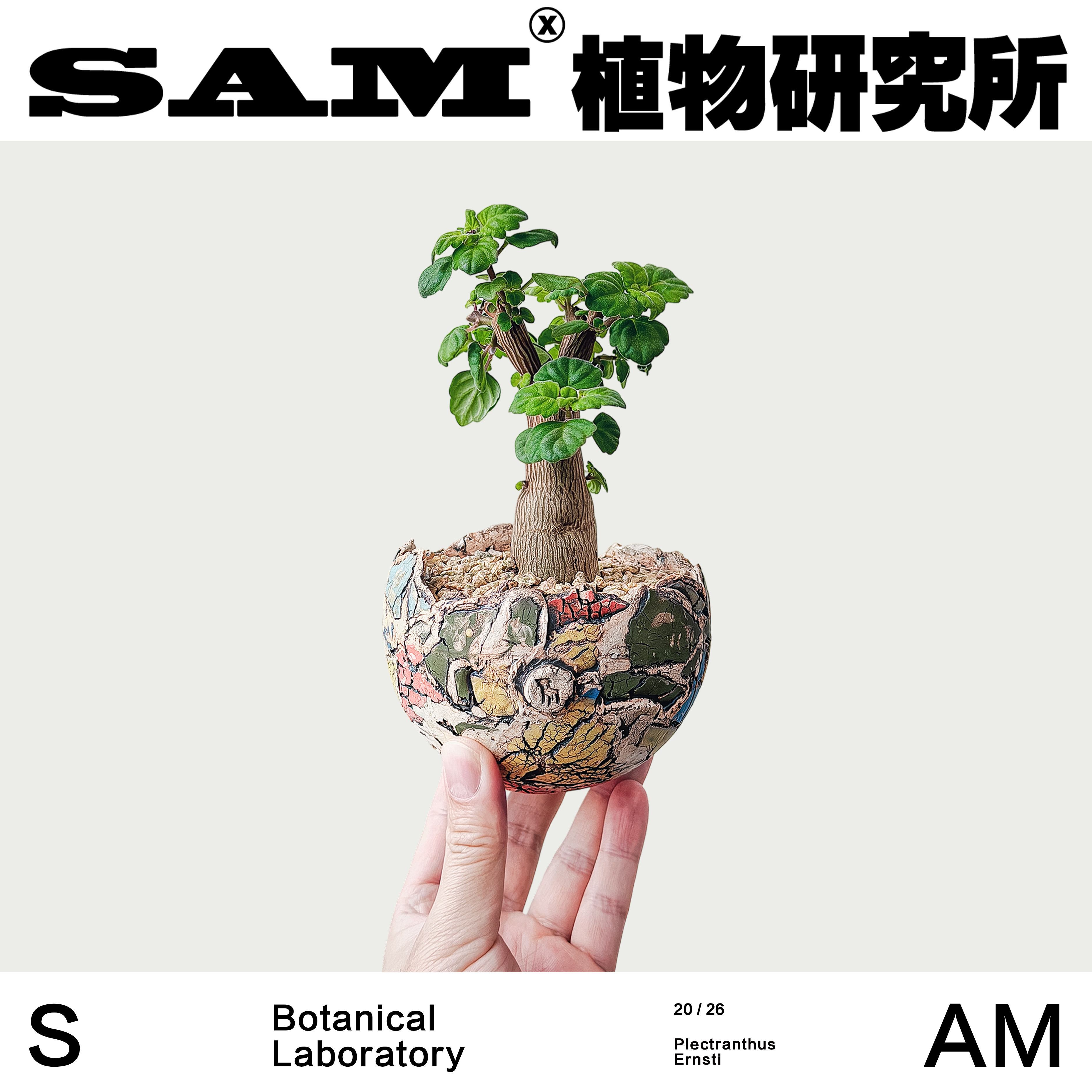 老桩爱氏延命草叶片芳香植物绿植室内易养护花卉阳台开花小盆栽