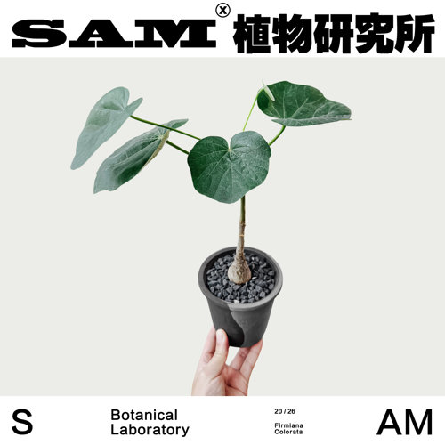 天鹅绒火桐办公室块根桌面可爱植物网红潮流绿植室内易养护礼物