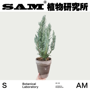 室内家居 落基山圆柏 桌面绿植 蓝色天堂 易养护网红植物 月光