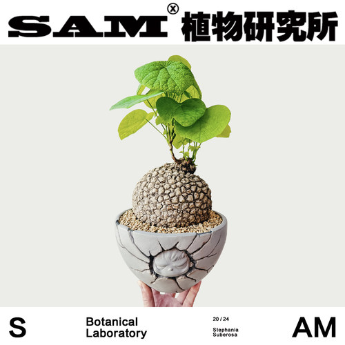 荔枝龟龙甲龟一物一拍小众办公室荔枝纹山乌龟家居阳台块根绿植