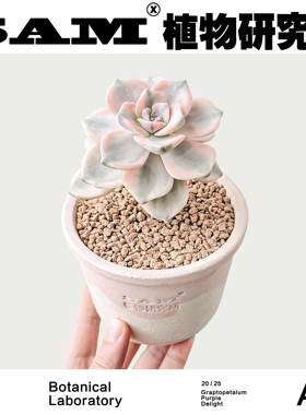 紫乐锦/粉紫色多肉/ins简约潮流块根植物/家居绿植/阳台花园