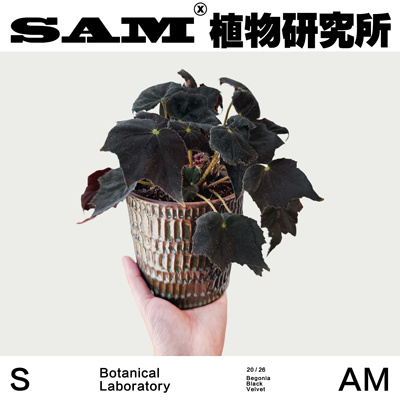 sam植物研究所天鹅绒秋海棠