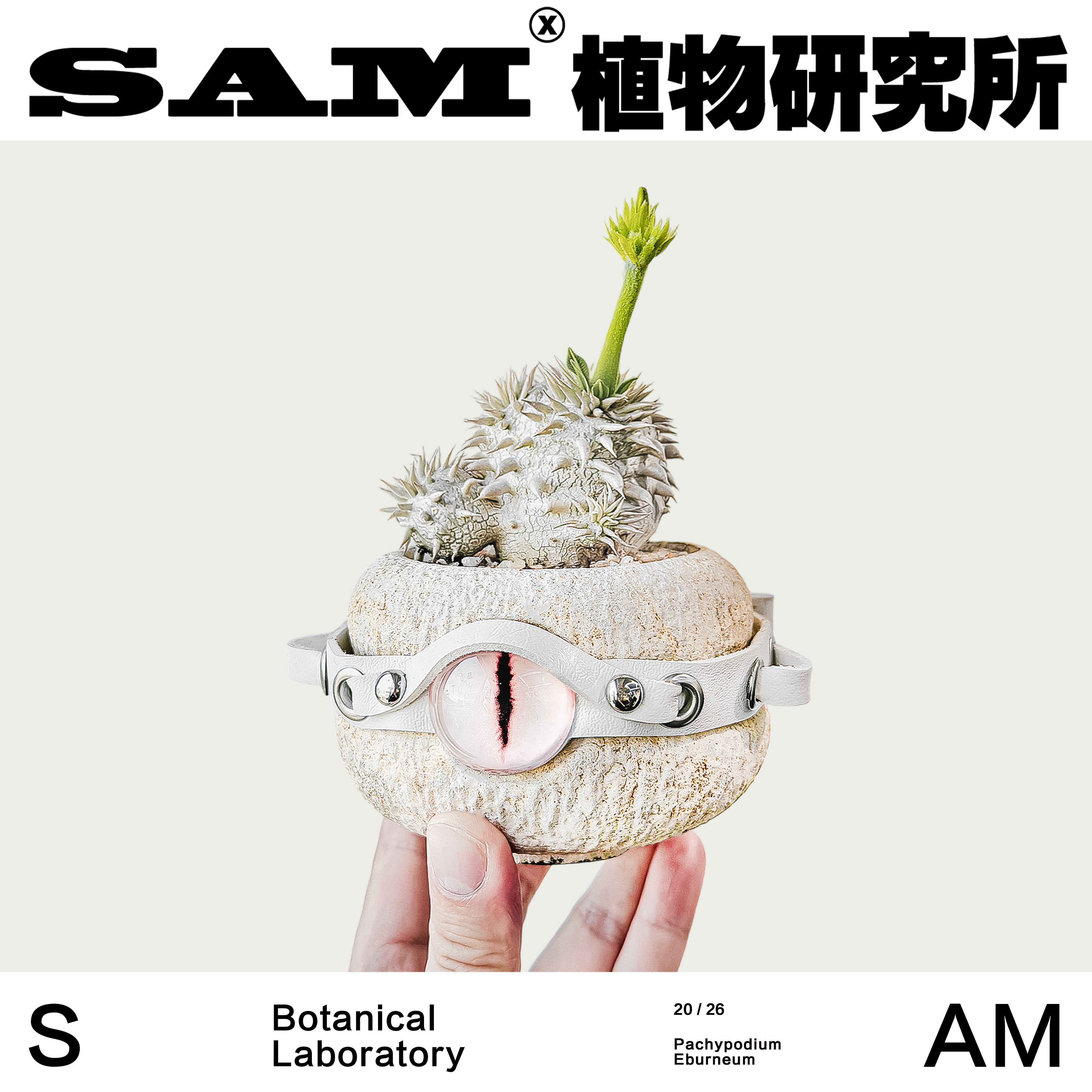 象牙玉/潮流块根植物/ins小众家居绿植/阳台花园/植选礼物