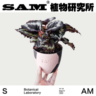 海伦刘易斯秋海棠室内耐阴小众热植黑色绒面反光秋海棠植选礼物