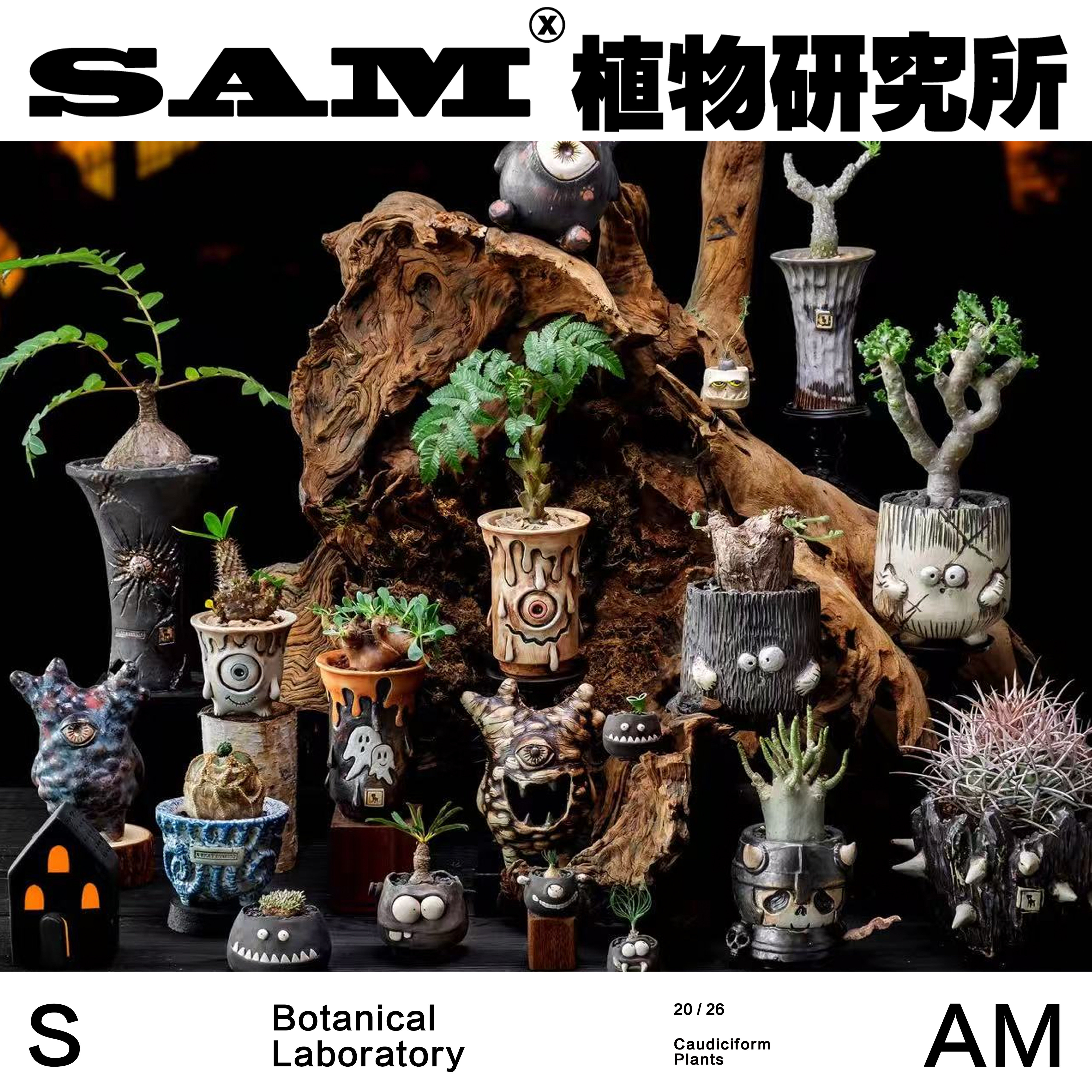万圣节泰盆植物搭配合辑一物一拍办公块根植物室内家居阳台绿植