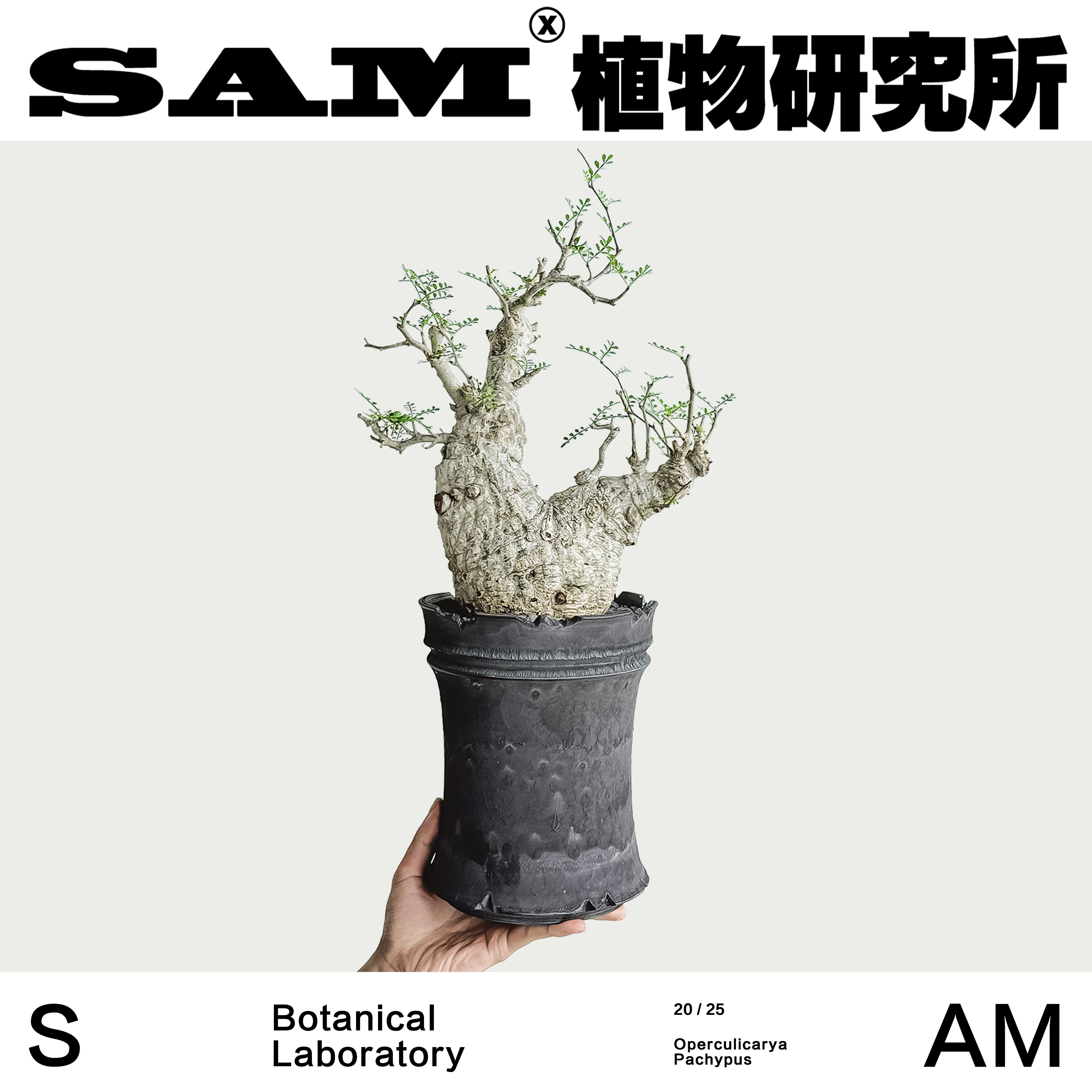 产地象足漆树一物一拍稀有小众潮流块根植物网红室内家居易养护