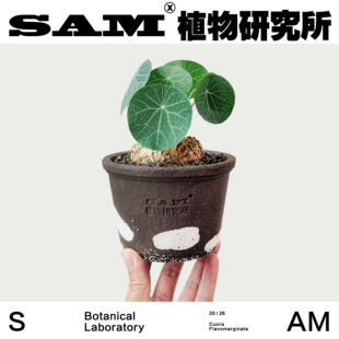 吸财龟招财龟立叶山乌龟爬藤室内易养护盆栽办公室绿植耐阴植物