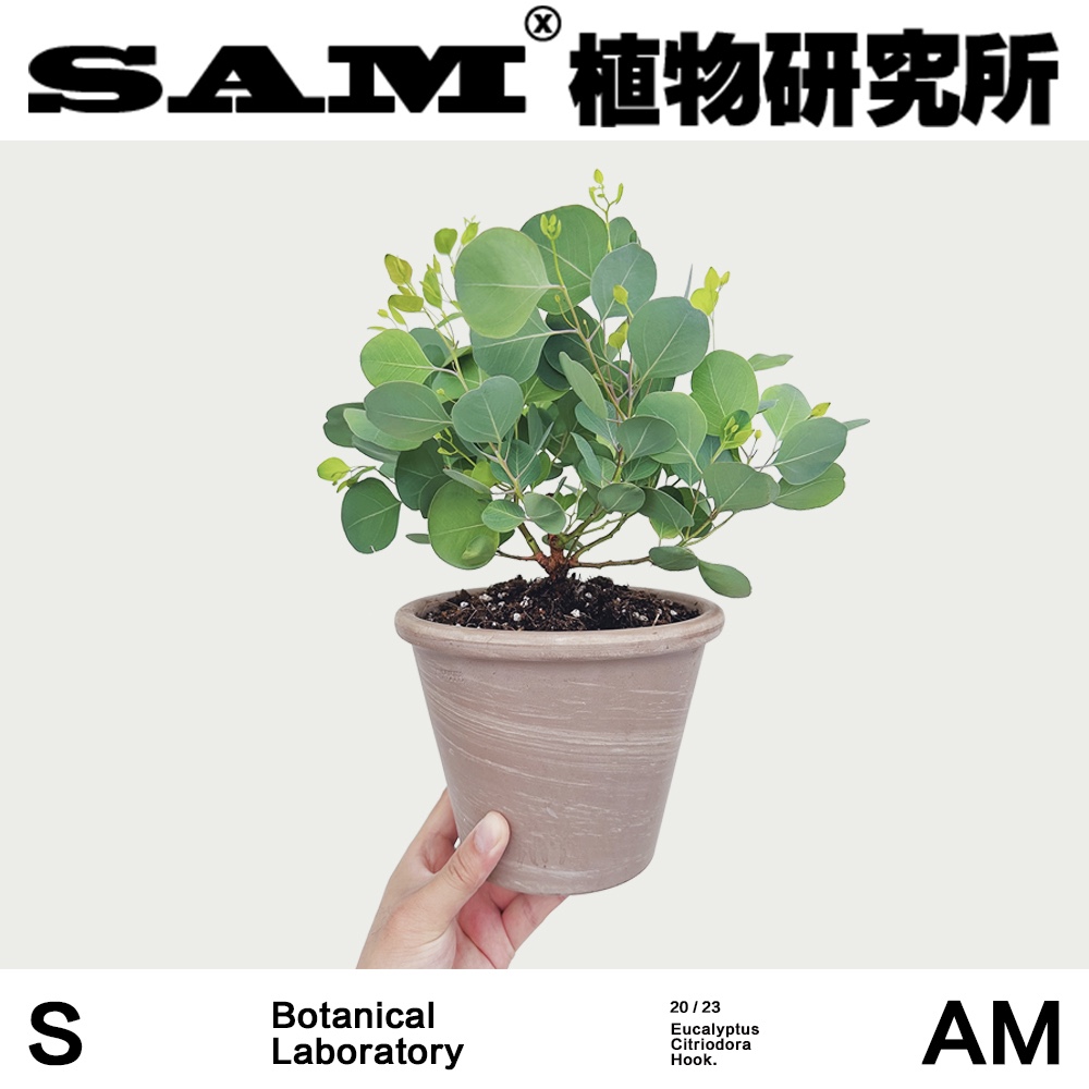 苹果桉尤加利/网红绿植/INS植物/室内易养护盆栽/喜水阳台植物