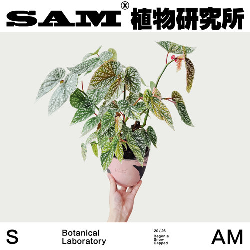 富士山锦粉色系秋海棠ins小众家居耐阴绿植盆栽阳台花园/植选礼物
