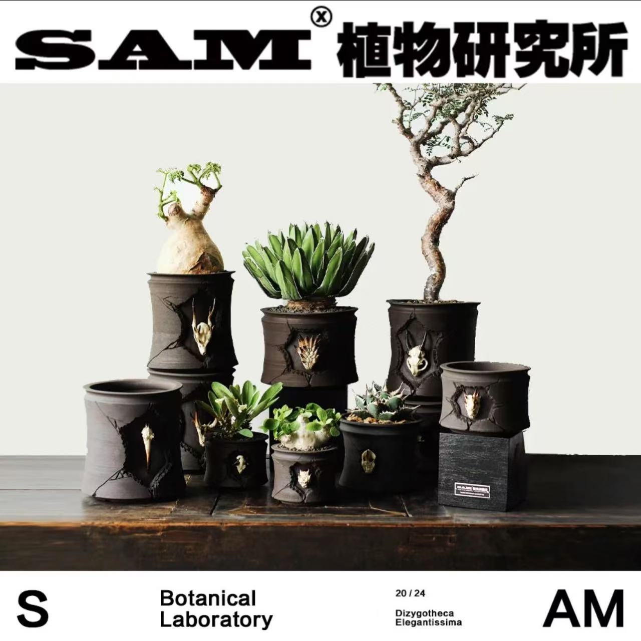 荒野原骨系列/小众手工花盆/潮流块根/超透气质感花盆/植选礼物