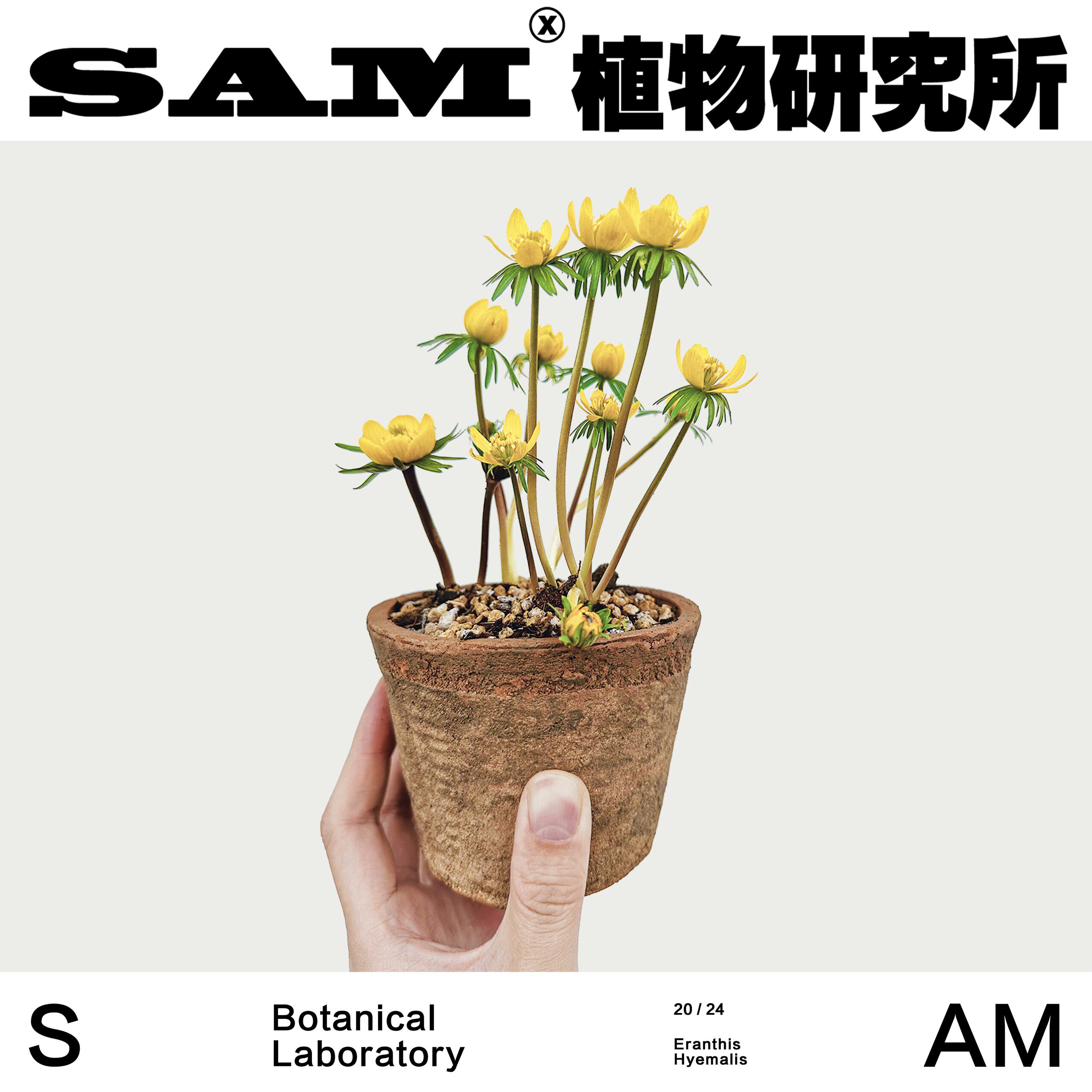 菟葵/冬日精灵/网红花卉/室内易养护盆栽/INS绿植/耐寒开花植物,鲜花速递/花卉仿真/绿植园艺,绿植,淘宝优惠券,粉丝福利购,淘宝优惠卷