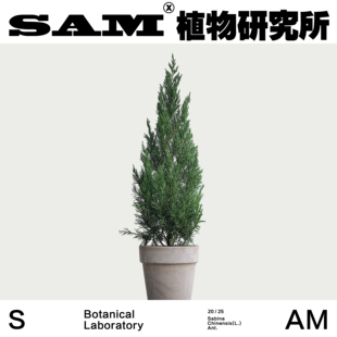 龙柏/盆栽圣诞树/芳香落地植物/INS绿植/室内家居阳台/露台易养护