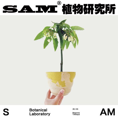Tamaya竹节秋海棠白花红花盆栽植物网红绿植室内易爆花耐阴好养