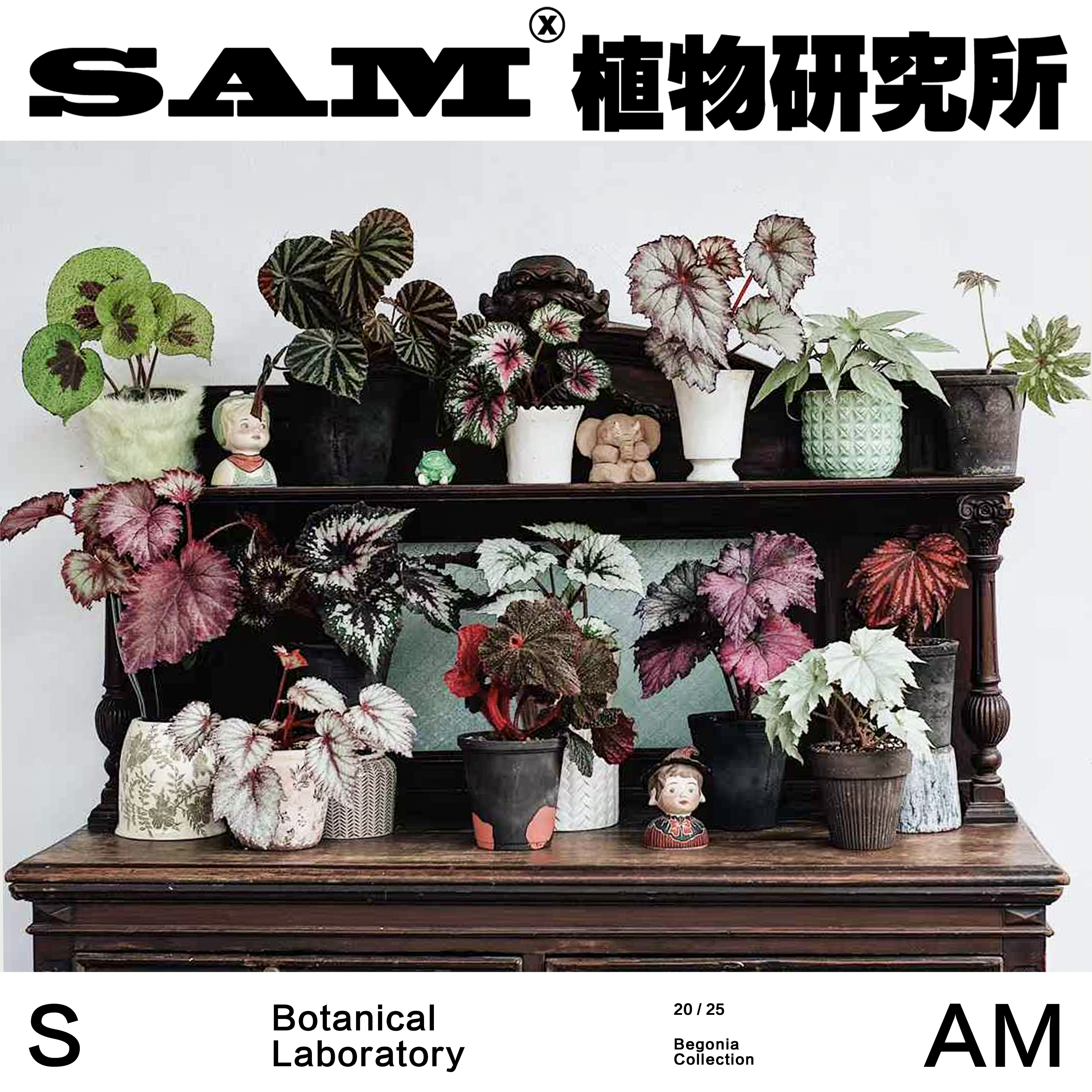 孤品秋海棠合辑/一物一拍/ins家居观叶植物/阳台花园网红植物,鲜花速递/花卉仿真/绿植园艺,绿植,淘宝优惠券,粉丝福利购,淘宝优惠卷