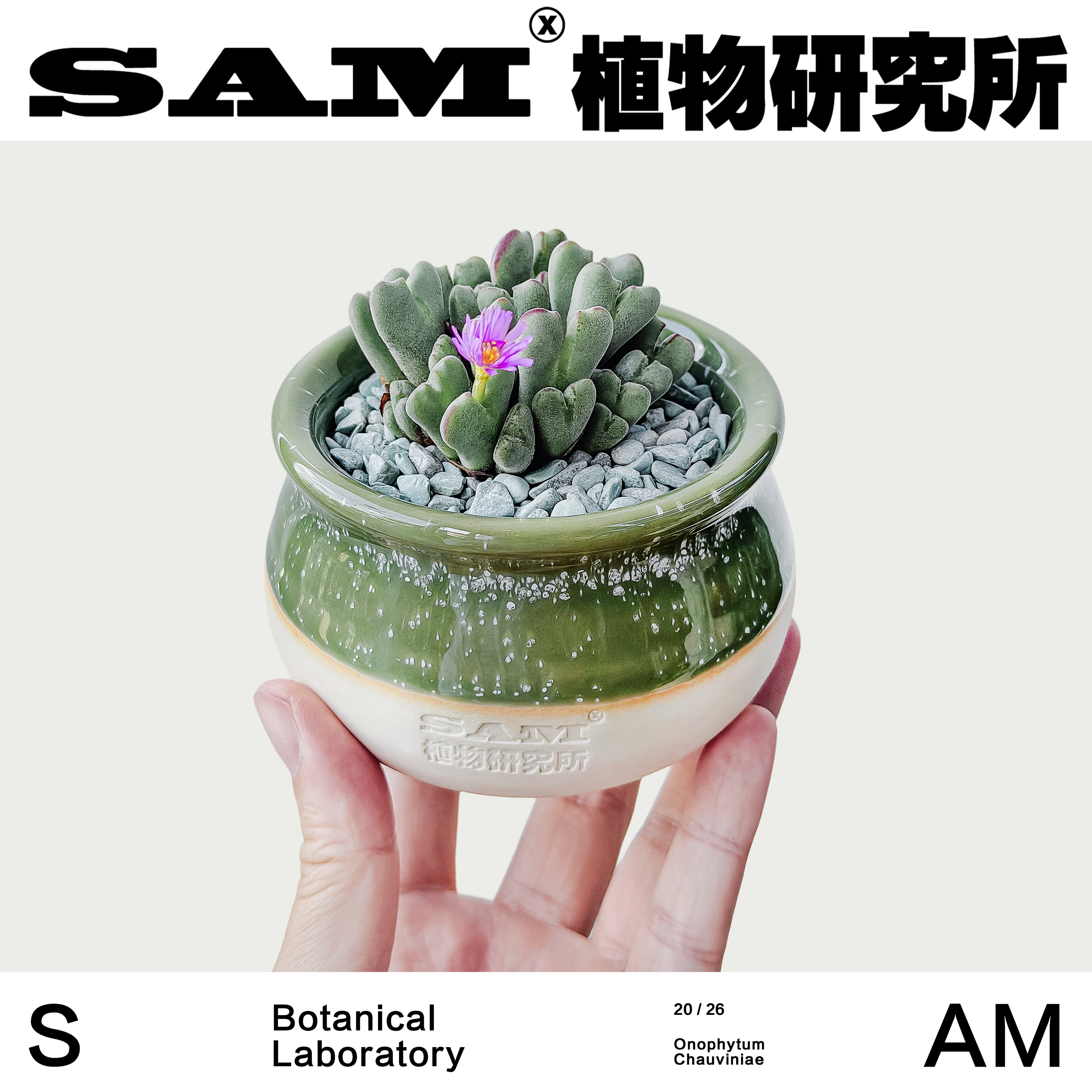 沙文利亚多肉可爱开花潮流块根植物ins小众家居室内绿植阳台花园