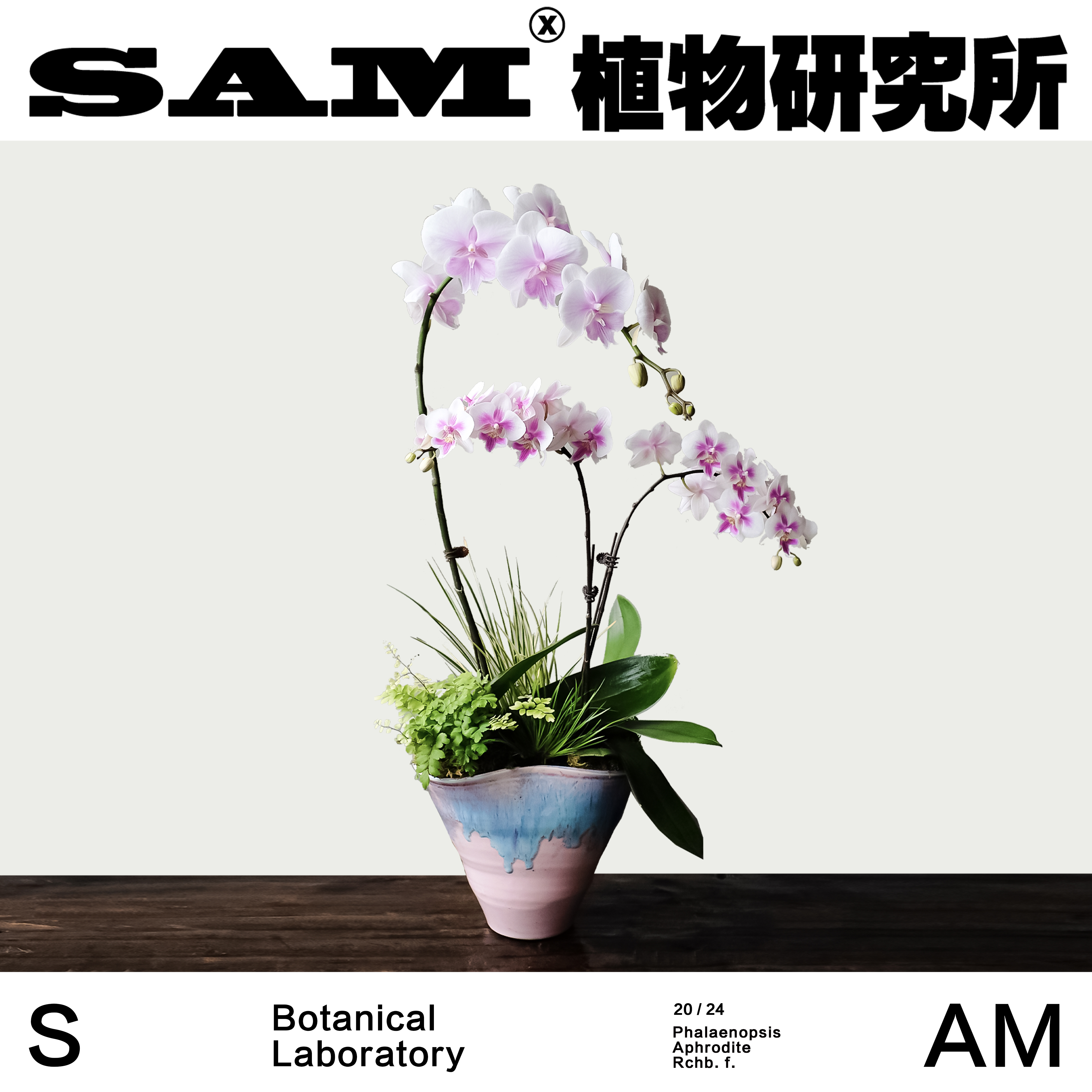 蝴蝶兰组盆/一物一拍/家居绿植/节日氛围/阳台花园/植选礼物