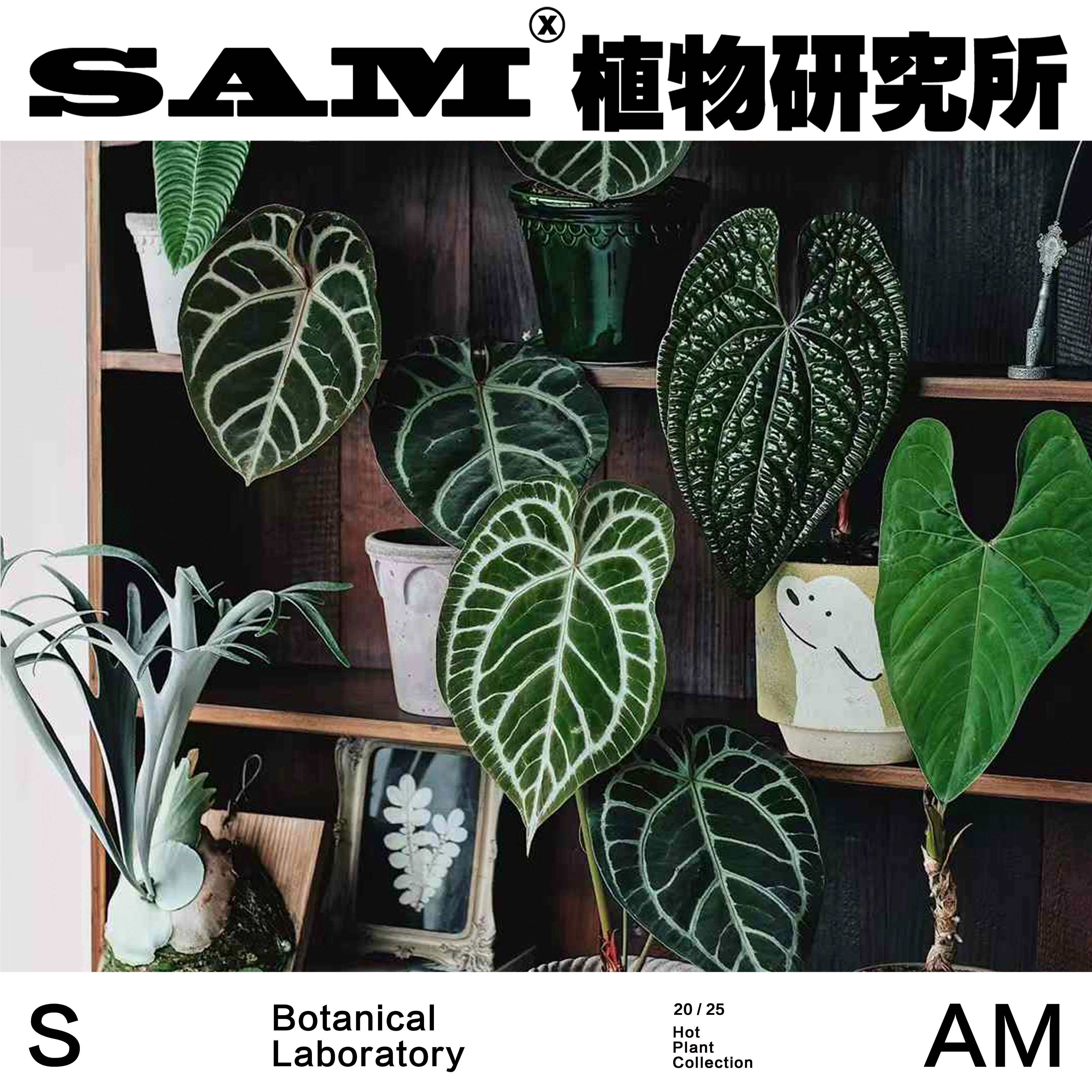新手热植花烛推荐合辑一物一拍块根ins家居观叶植物阳台花园热植