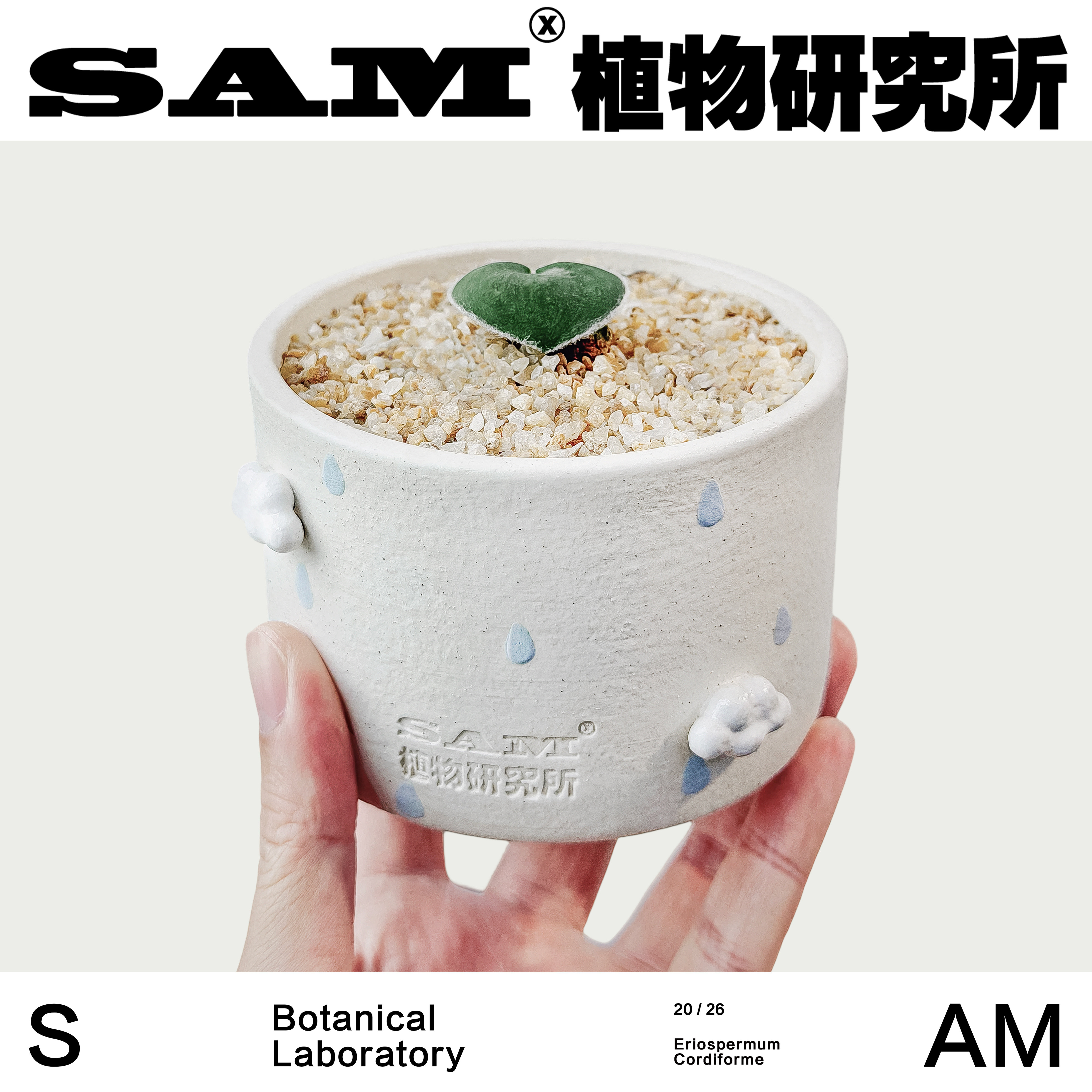 毛边爱心雾冰玉网红办公室桌面潮流块根绿植室内家居耐晒耐旱养护