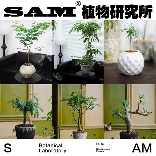 巴西铁架木ins绿植大型落地盆栽植物家居生活阳台花园植选礼物