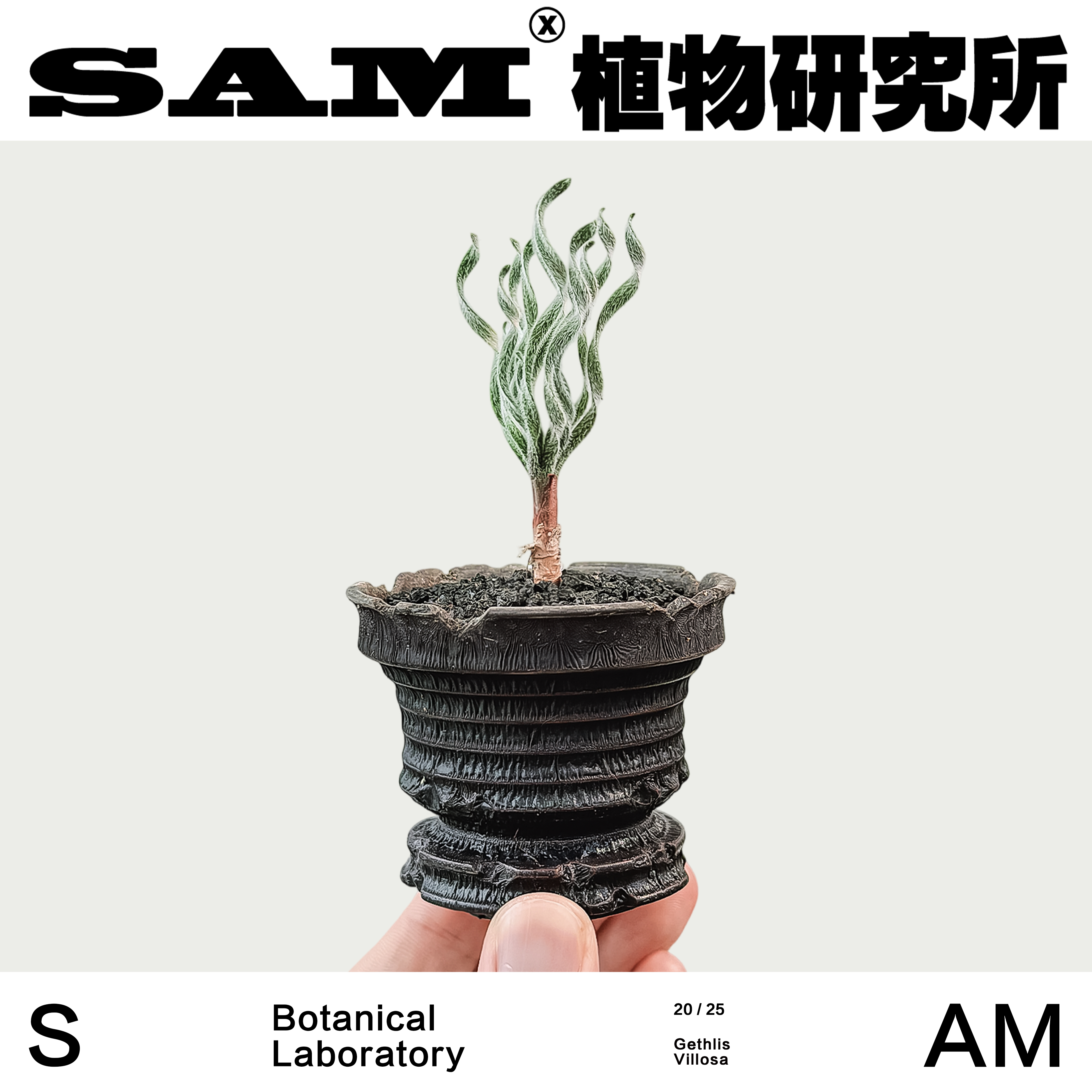 毛叶弹簧草/潮流块根/网红植物/室内家居耐晒耐旱易养护块根植物