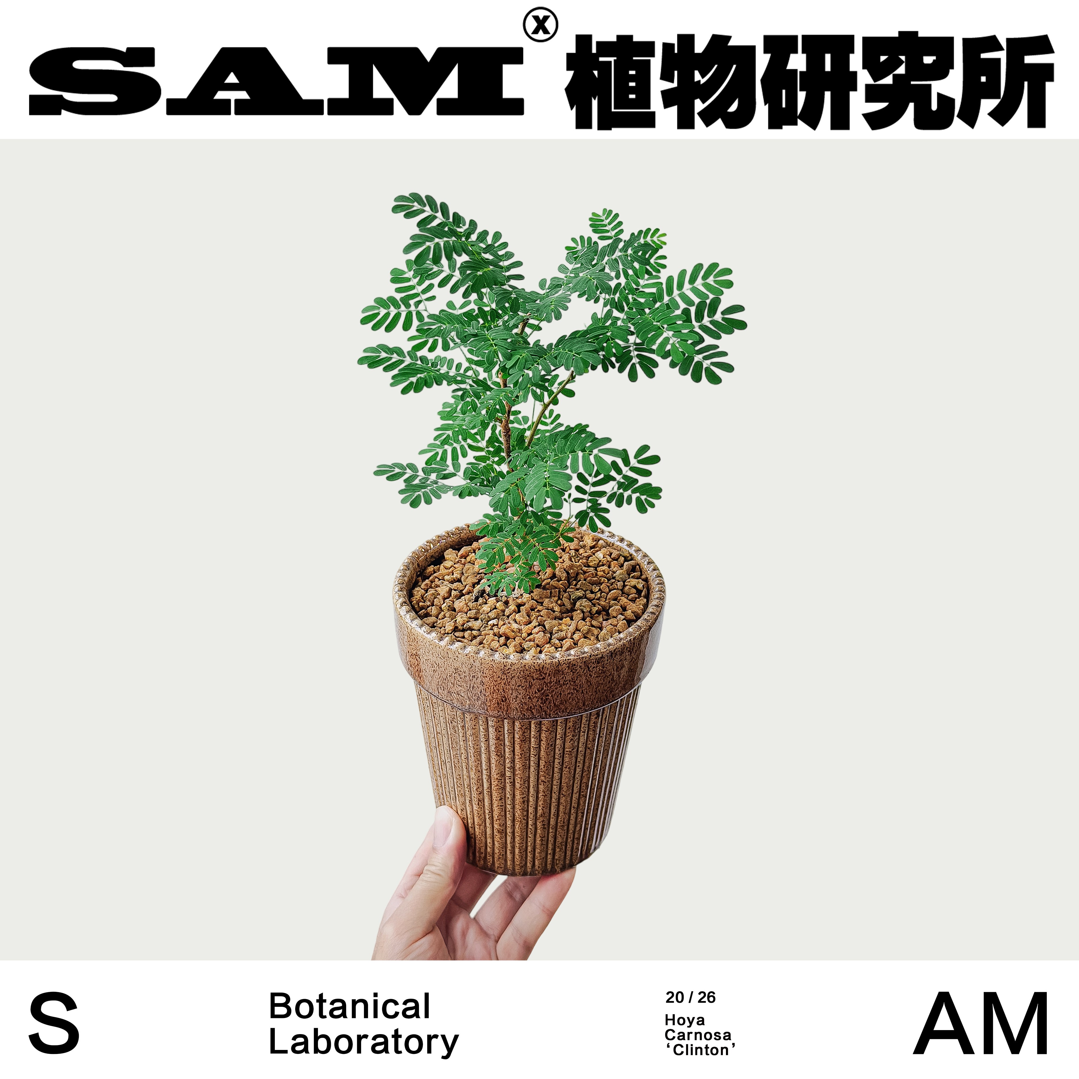 黑猴刺树办公室桌面马达加斯加岛原种植物网红潮流块根INS绿植