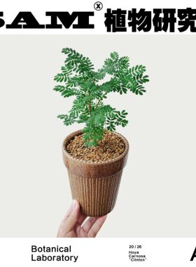 黑猴刺树办公室桌面马达加斯加岛原种植物网红潮流块根INS绿植