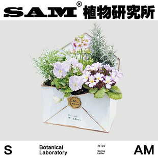 年宵花 春日来信 花卉组盆 网红花卉 室内易养护盆栽 微型花园