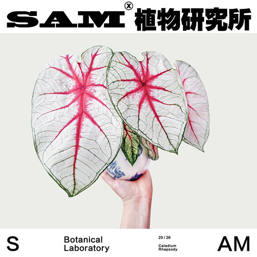 狂想曲彩叶芋粉色系耐晒绿植ins家居植物花园阳台盆栽植选礼物