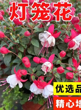 灯笼花种子大红色灯笼花四季开花宫廷花室内庭院阳台盆栽红灯笼花