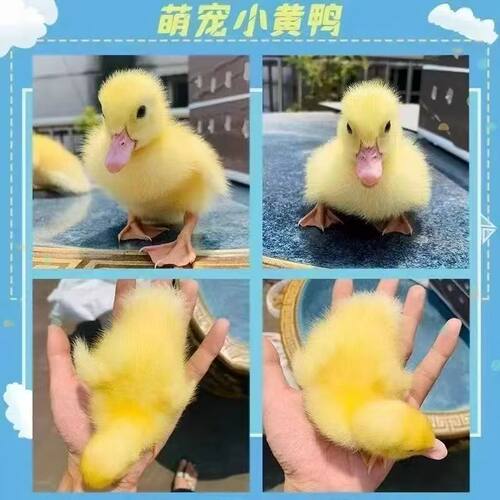 宠物小黄鸭幼崽柯尔鸭苗柯基鸭