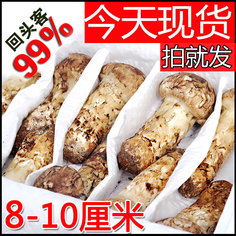成年松茸2期松茸新鮮云南特產香格里拉松茸菇野生松茸菌蘑菇500克
