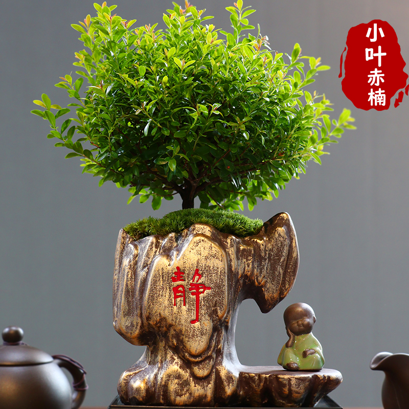 小叶赤楠老桩盆景苗植物花卉微景观办公室内好养四季常青盆栽