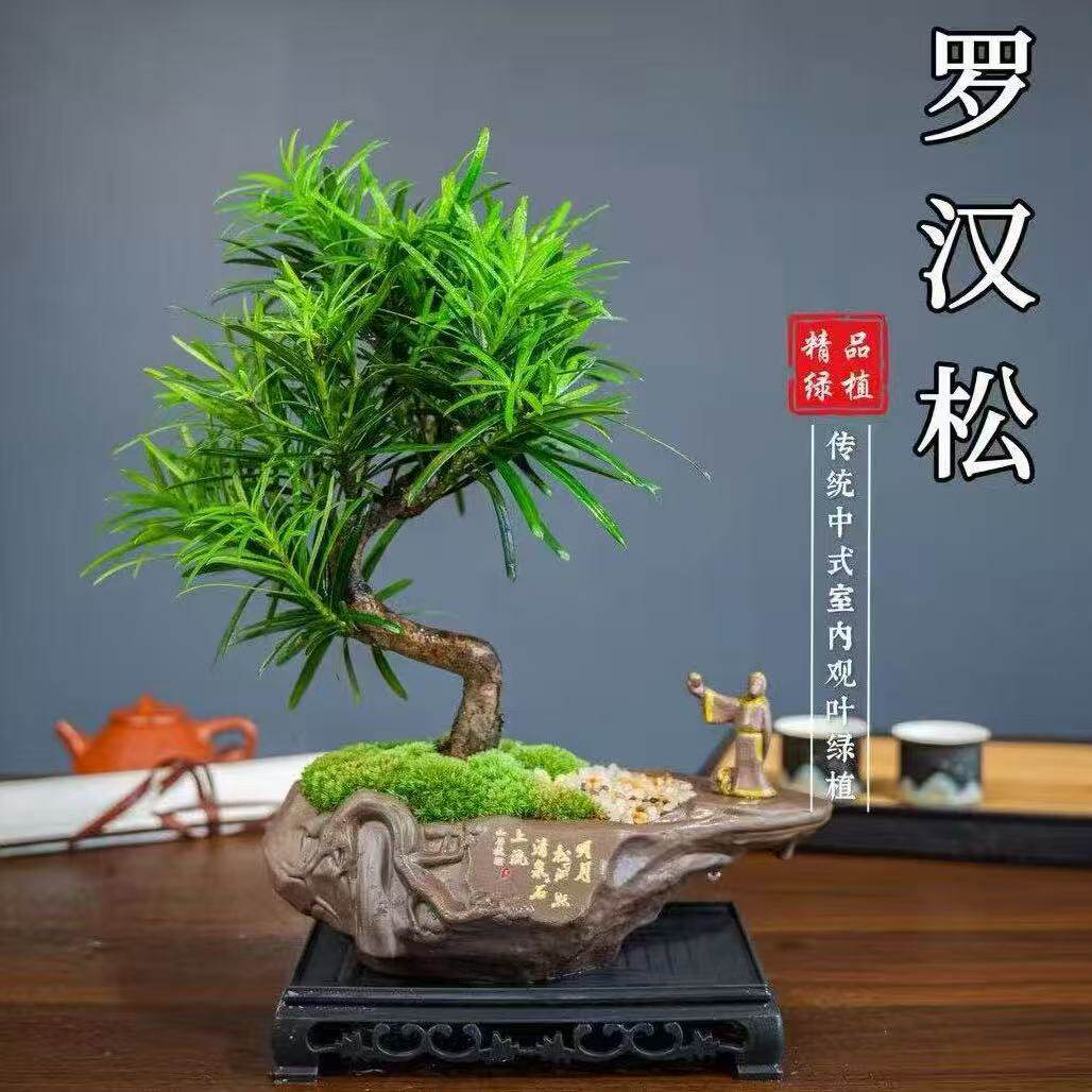 【罗汉松盆景】迎客造型树桌面高档绿植松柏文人办公室中式盆栽
