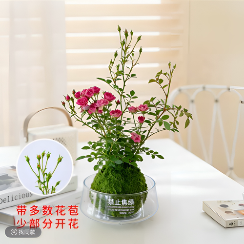 迷你超微香水姬月季苔藓球
