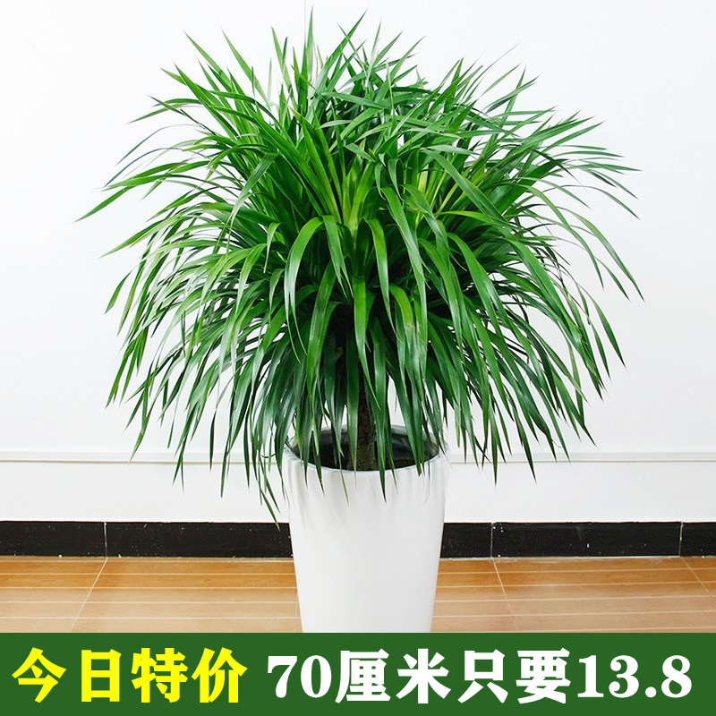 龙须树大型绿植多头龙血树龙铁树发财树室内客厅盆栽花卉植物盆景