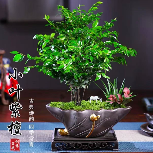 小叶紫檀黑骨茶老桩盆景易养