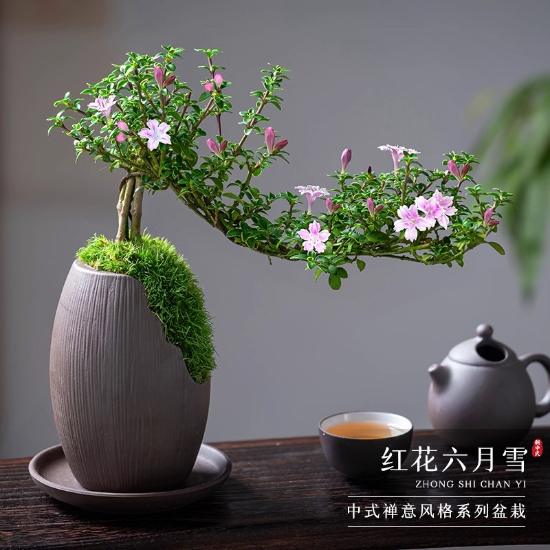 红花六月雪悬崖老桩盆景好养图片