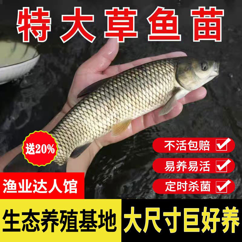 广东惠州草鱼鱼苗淡水养殖食用半斤特大草鱼苗批发小草鱼活鱼鱼苗