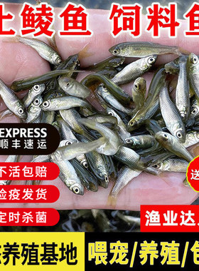 土鲮鱼苗活体饲料鱼包活包赔