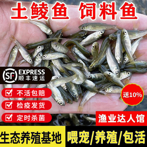 土鲮鱼苗活体饲料鱼包活包赔