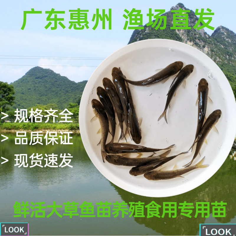 大草鱼苗活体淡水养殖食用草鱼苗青鱼苗抗病皖鱼苗四大家鱼广东