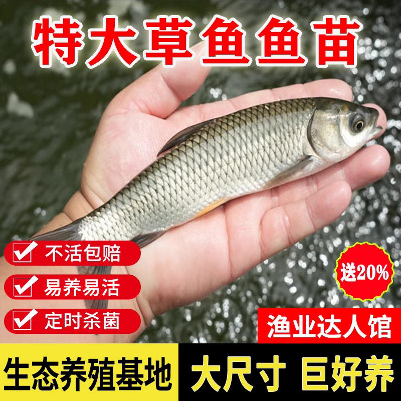广东惠州草鱼鱼苗淡水养殖食用半斤特大草鱼苗批发小草鱼活鱼鱼苗