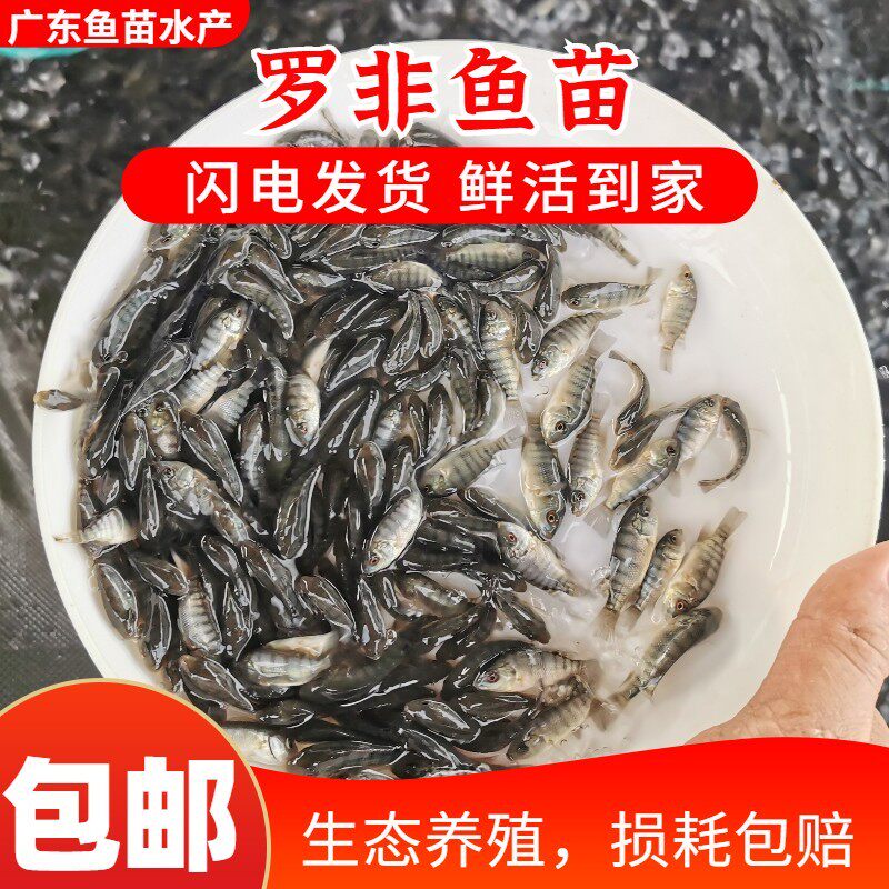 罗非鱼苗不活包赔包邮到家淡水图片