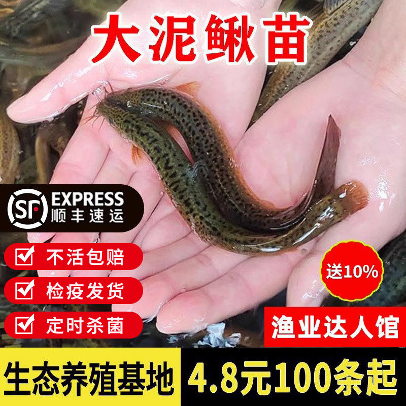 台湾泥鳅苗大活活饵圆鳅鲜活活体喂食观赏鱼台鳅淡水鱼苗大号批发